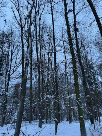 Prodej lesa, Dolní Bousov, 59634 m2