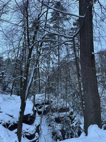 Prodej lesa, Dolní Bousov, 59634 m2