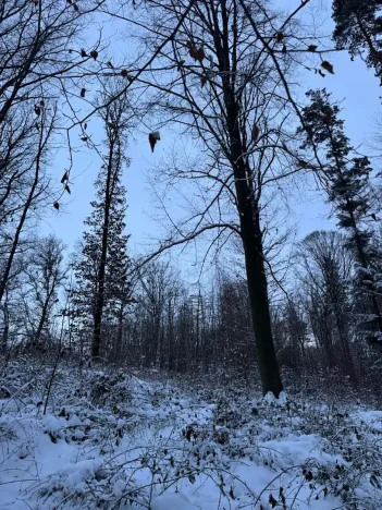 Prodej lesa, Dolní Bousov, 59634 m2