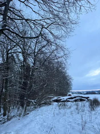 Prodej lesa, Dolní Bousov, 59634 m2