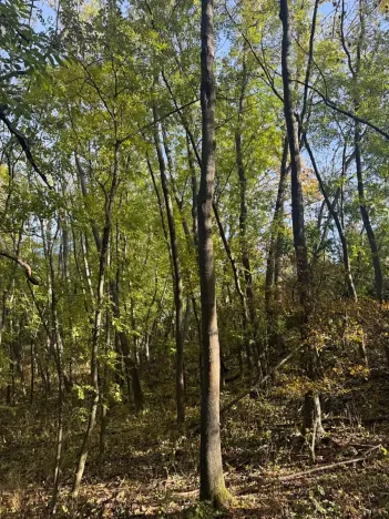 Prodej lesa, Jeníkovice, 12606 m2