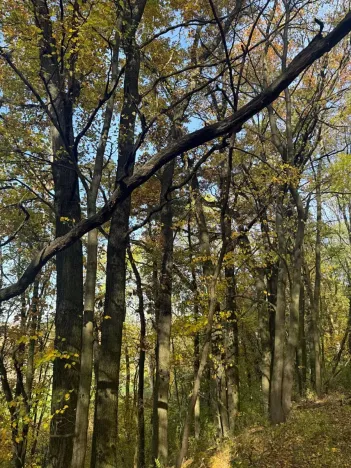 Prodej lesa, Jeníkovice, 12606 m2