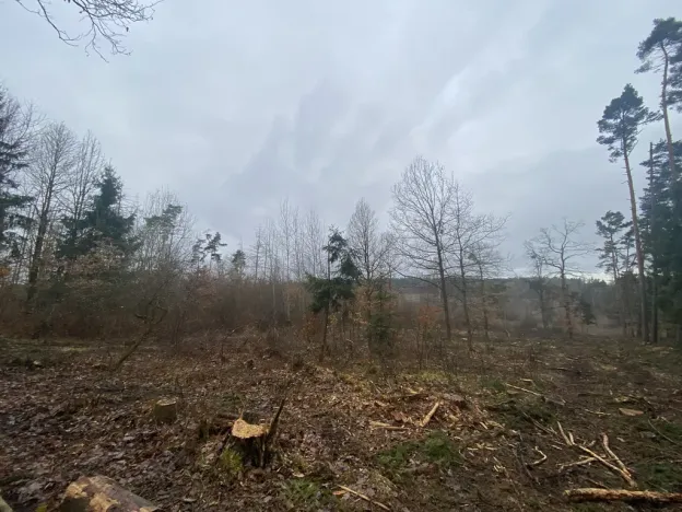 Prodej lesa, Blížejov - Lštění, 6627 m2