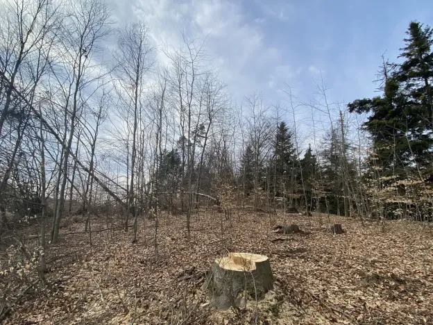 Prodej lesa, Zborov, 9290 m2
