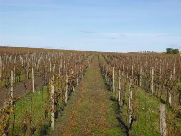 Dražba pozemku, Velké Bílovice, 1672 m2