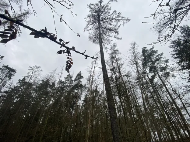 Prodej lesa, Blížejov - Lštění, 4624 m2