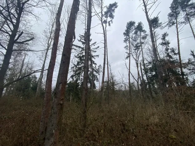 Prodej lesa, Blížejov - Lštění, 4481 m2