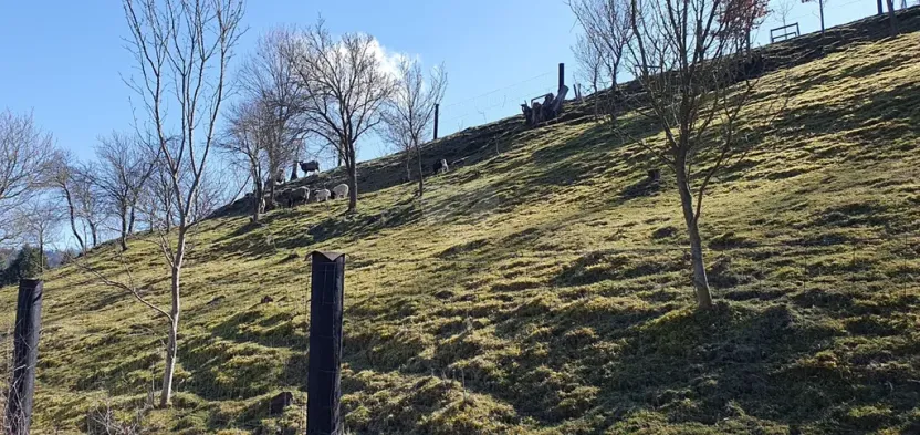 Prodej chalupy, Hodkovice nad Mohelkou, Česká, 100 m2