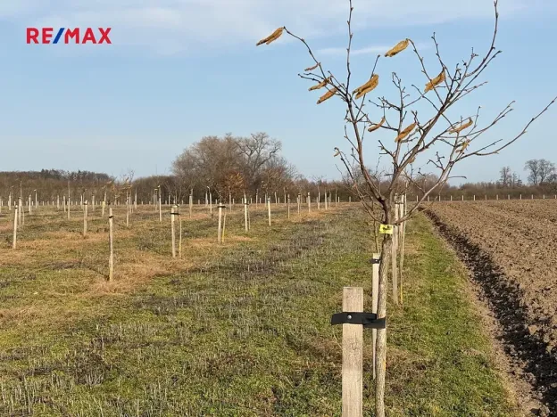 Prodej sadu/vinice, Nové Dvory, 9979 m2
