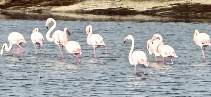 Prodej bytu 3+1, Santa Pola , Alicante, Alicante,  Costa Blanca, Španělsko, 73 m2