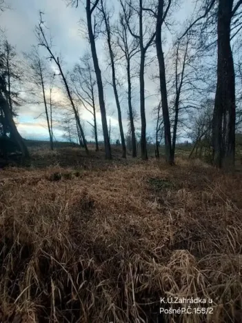 Prodej lesa, Pošná, 3636 m2