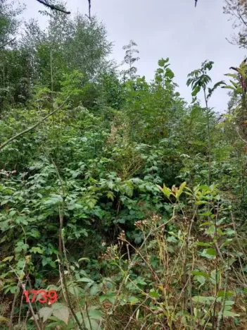 Prodej lesa, Nový Rychnov, 7440 m2