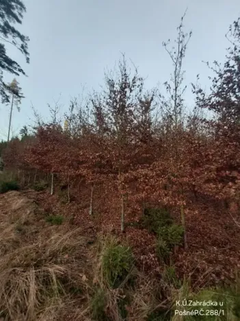 Prodej lesa, Pošná, 12283 m2