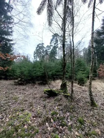 Prodej lesa, Morašice, 11313 m2