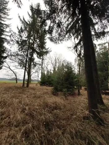 Prodej lesa, Morašice, 11313 m2