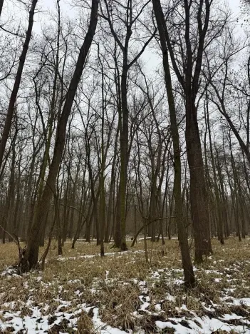 Prodej lesa, Přerov nad Labem, 2268 m2