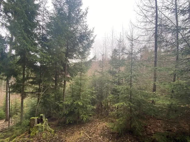 Prodej lesa, Kolinec - Buršice, 3423 m2