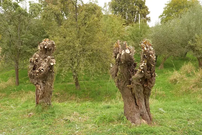 Prodej komerčního pozemku, Heřmaničky, 19000 m2