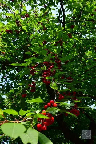 Prodej chaty, Dolní Zálezly, 37 m2