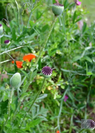 Prodej chaty, Dolní Zálezly, 37 m2