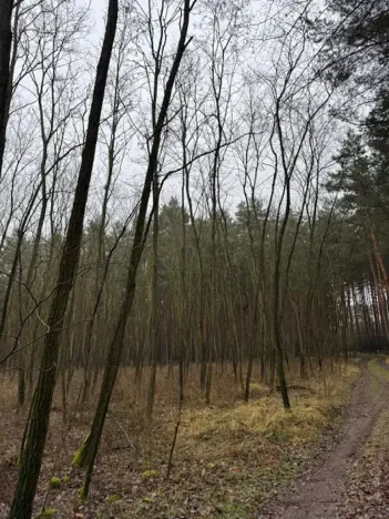 Prodej lesa, Libotenice, 63021 m2