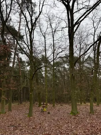 Prodej lesa, Libotenice, 63021 m2