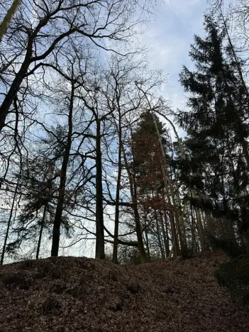 Prodej lesa, Klatovy, 8497 m2