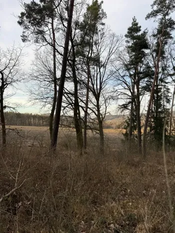 Prodej lesa, Klatovy, 8497 m2