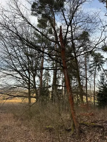 Prodej lesa, Klatovy, 8497 m2