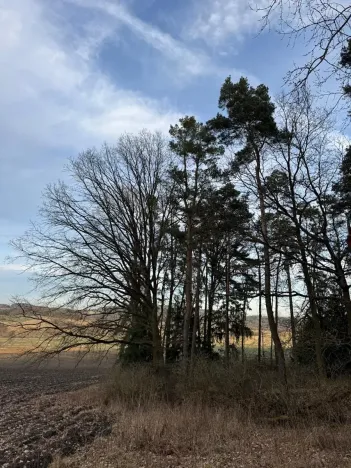 Prodej lesa, Klatovy, 8497 m2