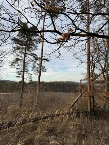 Prodej lesa, Klatovy, 8497 m2