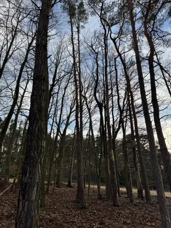 Prodej lesa, Klatovy, 8497 m2