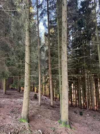 Prodej podílu lesa, Stará Paka, 4610 m2