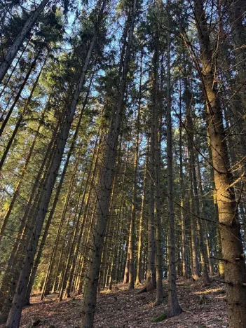 Prodej podílu lesa, Stará Paka, 4610 m2