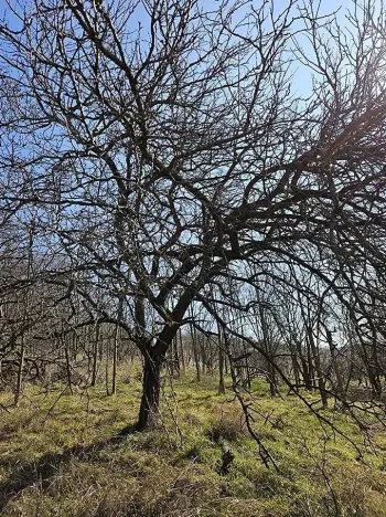 Prodej sadu/vinice, Velké Němčice, 3259 m2