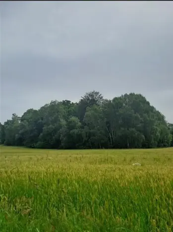 Prodej lesa, Člunek, 6238 m2