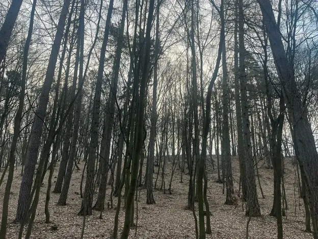Prodej lesa, Jílové u Prahy, 15458 m2