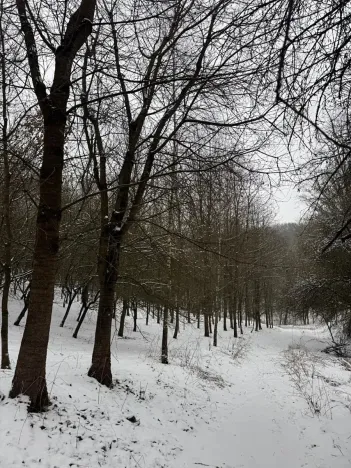 Prodej lesa, Chotiměř, 26763 m2