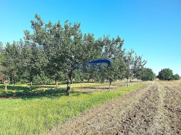 Prodej zahrady, Starovice, 1158 m2