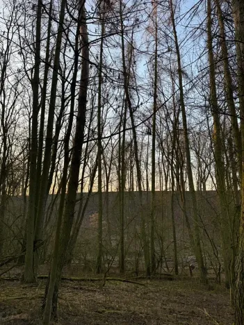 Prodej lesa, Velké Všelisy, 8197 m2