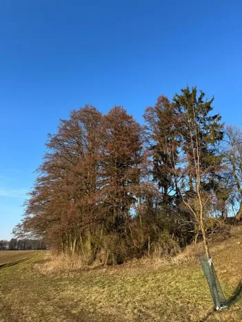 Prodej lesa, Nový Malín, 8466 m2