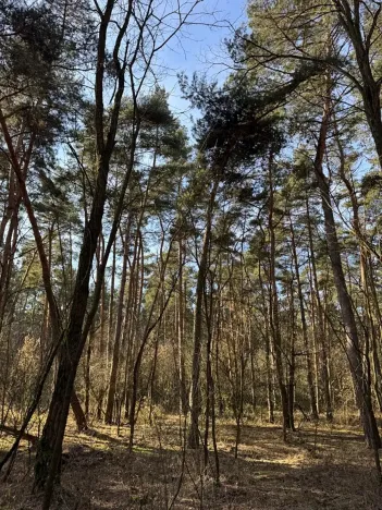 Prodej lesa, Vracov, 3963 m2