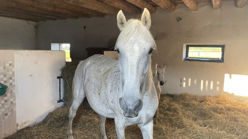 Prodej komerční, Pluhův Žďár - Jižná, 28792 m2