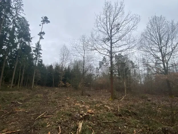 Prodej lesa, Blížejov - Lštění, 6627 m2