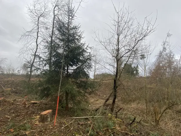 Prodej lesa, Blížejov - Lštění, 7793 m2