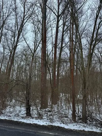 Prodej lesa, Kralupy nad Vltavou, 20392 m2