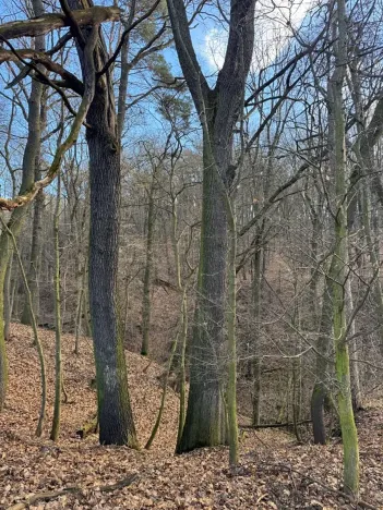 Prodej lesa, Kroměříž, 1674 m2