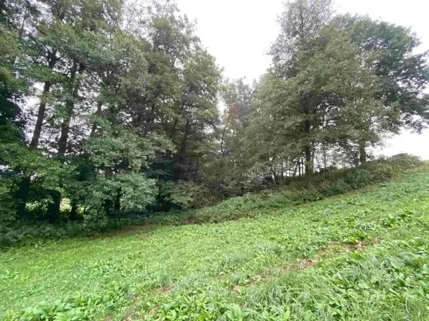 Dražba pozemku, Helvíkovice, 1994 m2