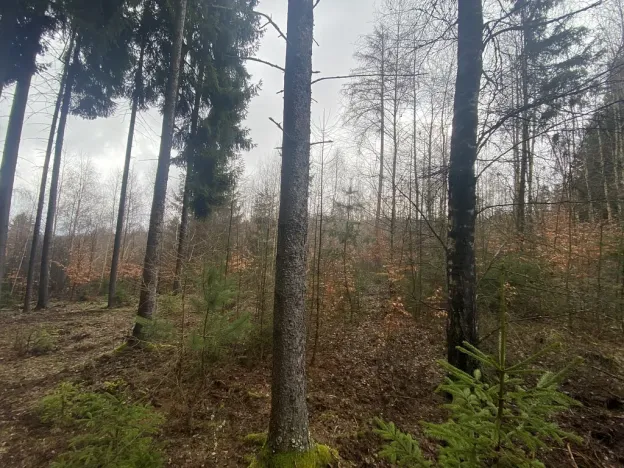 Prodej lesa, Kolinec - Buršice, 3423 m2