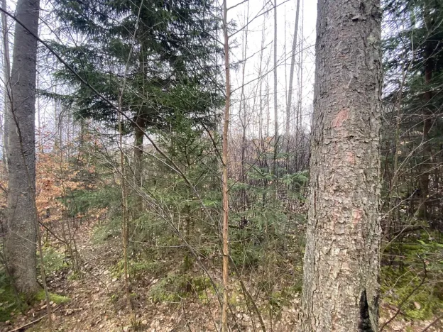 Prodej lesa, Kolinec - Buršice, 3423 m2